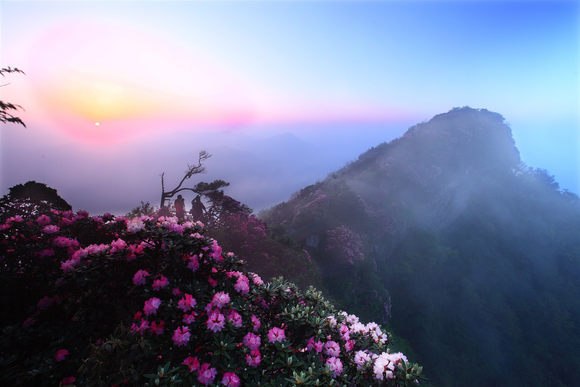 云岭花海(图5)